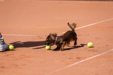 Bild 67 - RL TC an der Schirnau - SV Zehlendorfer Wespen : Ergebnis: 9:0